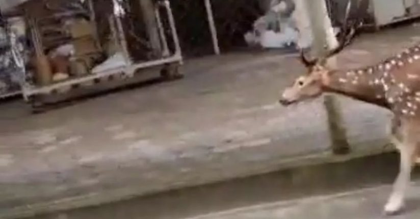 [VÍDEO] Cervo exótico é flagrado correndo pela rua em Jaraguá do Sul