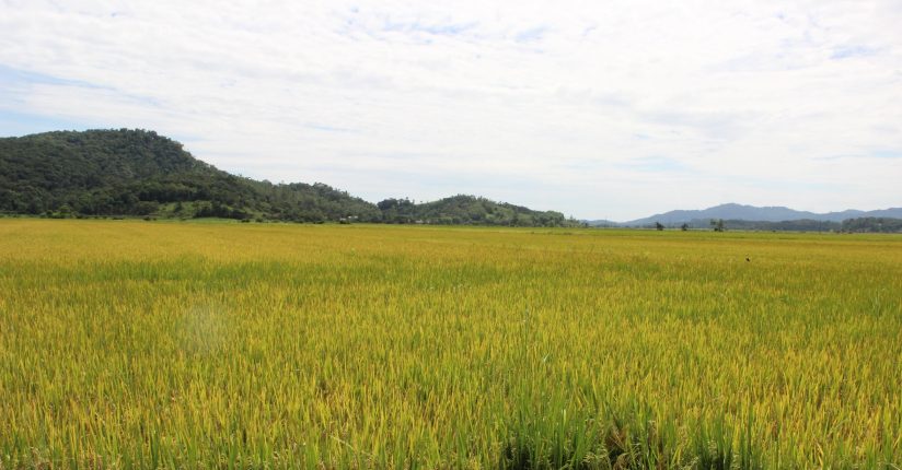 Santa Catarina colhe 1,25 milhão de toneladas de arroz na safra