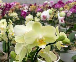 As orquídeas são homenageadas como sinal de estima e grande respeito