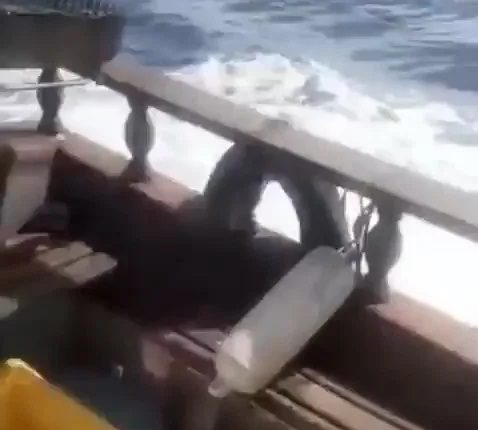 Jubarte ‘persegue’ barco com pescadores gerando pânico: ‘Vai dar ruim’
