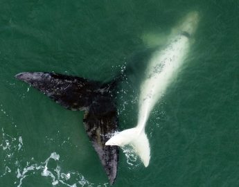 Filhote semi-albino de baleia-franca é flagrado ao lado da mãe no litoral catarinense