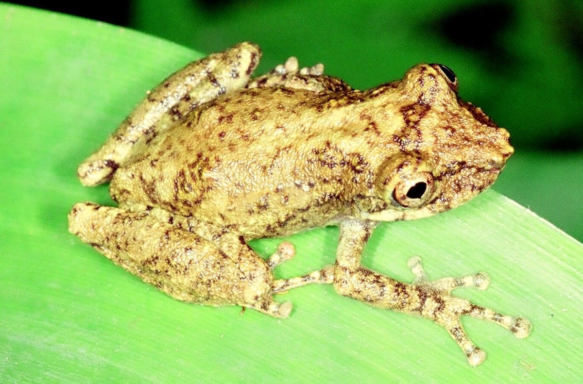 Instituto Rã-bugio para Conservação da Biodiversidade