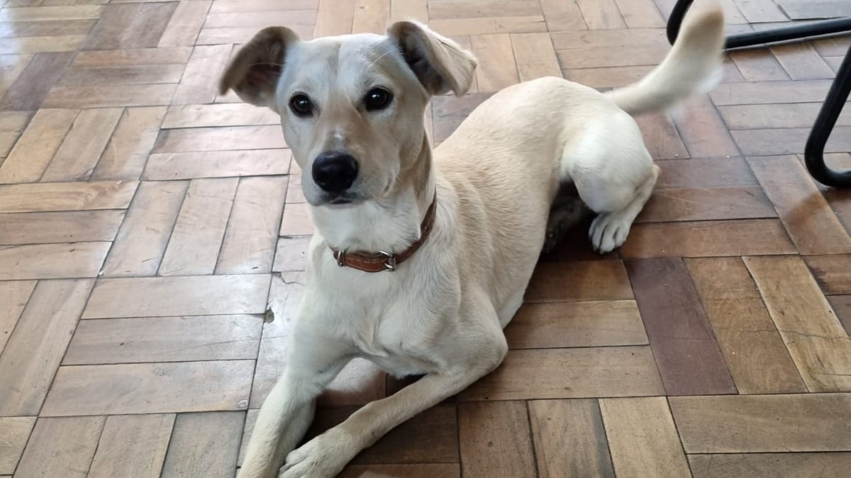 Fujama promove feira de adoção de animais neste sábado em Jaraguá