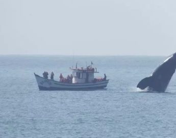 Fotógrafo registra “graça” de baleia-franca ao lado de barco de turistas em Florianópolis