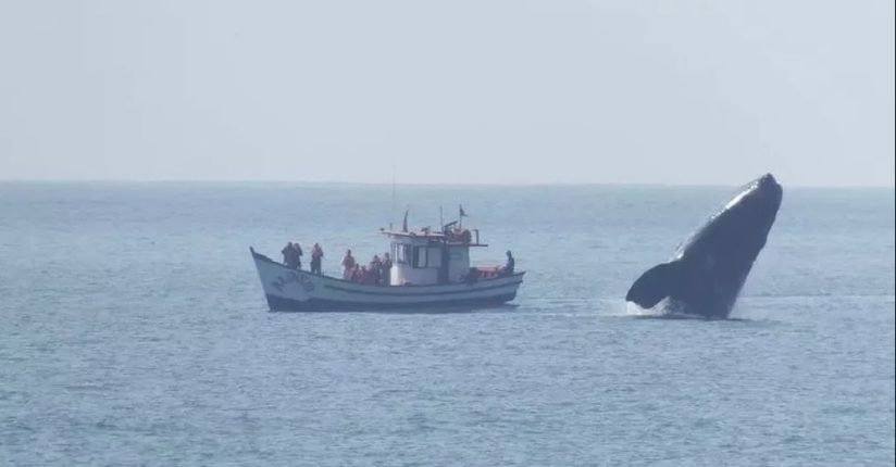 Fotógrafo registra “graça” de baleia-franca ao lado de barco de turistas em Florianópolis
