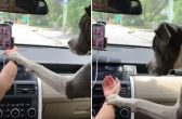 [VÍDEO] Cachorro impede que tutora mexa no celular quanto dirige