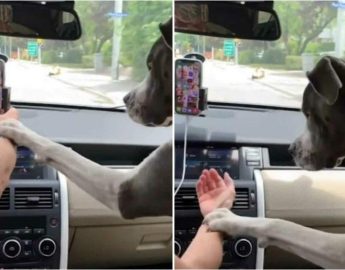 [VÍDEO] Cachorro impede que tutora mexa no celular quanto dirige