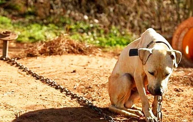 Homem é preso por deixar cachorro sem água, comida e preso a corrente de um metro em Guaramirim