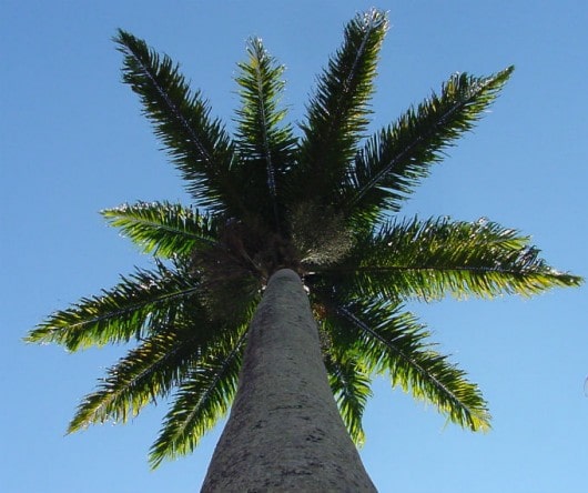 Guaramirim 73 anos – CAPITAL CATARINENSE DA PALMEIRA REAL