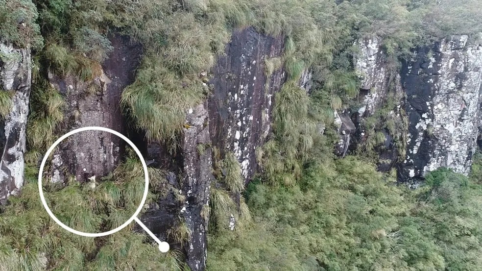 Cães caem de penhasco de 50 metros de altura e são resgatados