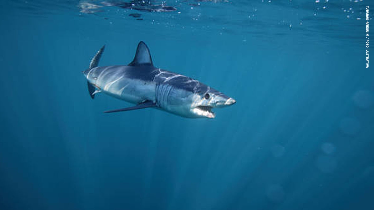 [VÍDEO] Tubarão é flagrado em Balneário Barra do Sul em SC
