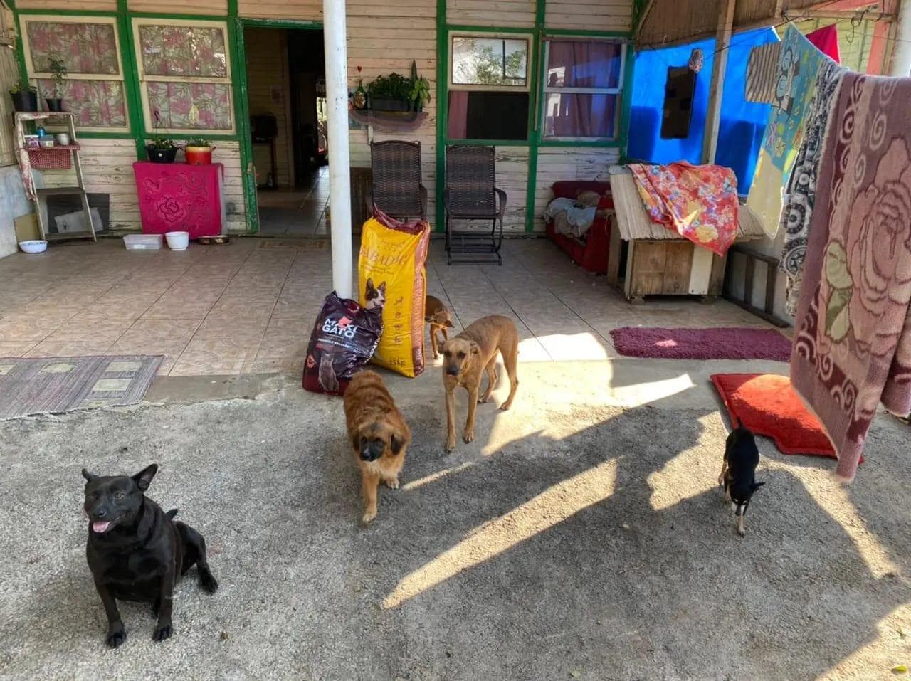 Banco de ração de animais é aprovado em Guaramirim; Projeto segue para sanção