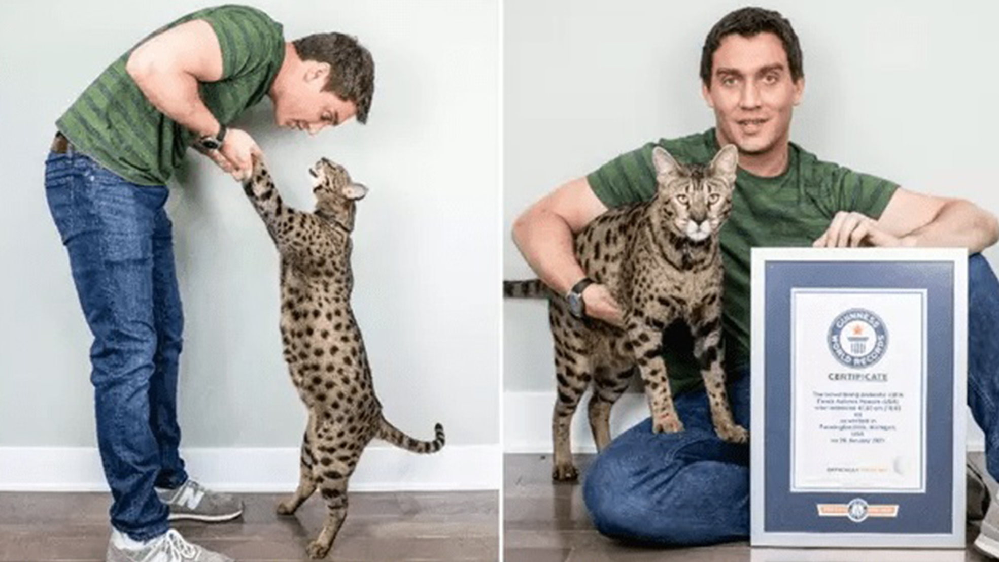 [Vídeo] Gato mais alto do mundo entra para o Guinness Book