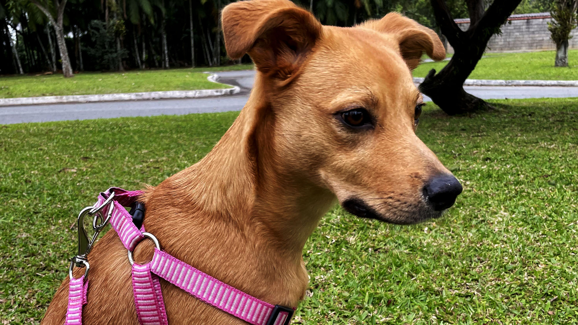 Veja como tornar a sua ausência menos estressante para o cachorro
