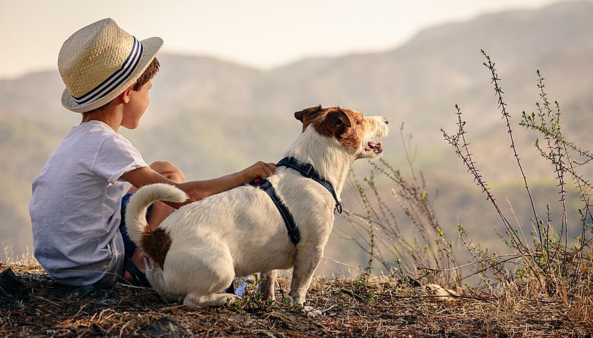 Pílulas para longevidade de cães serão lançadas nos Estados Unidos