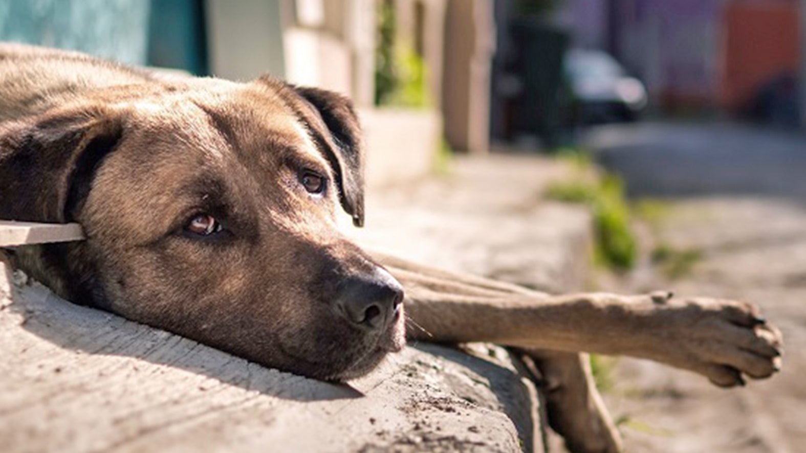 Donos de petshop são condenados a prisão por mortes de cachorros em SC