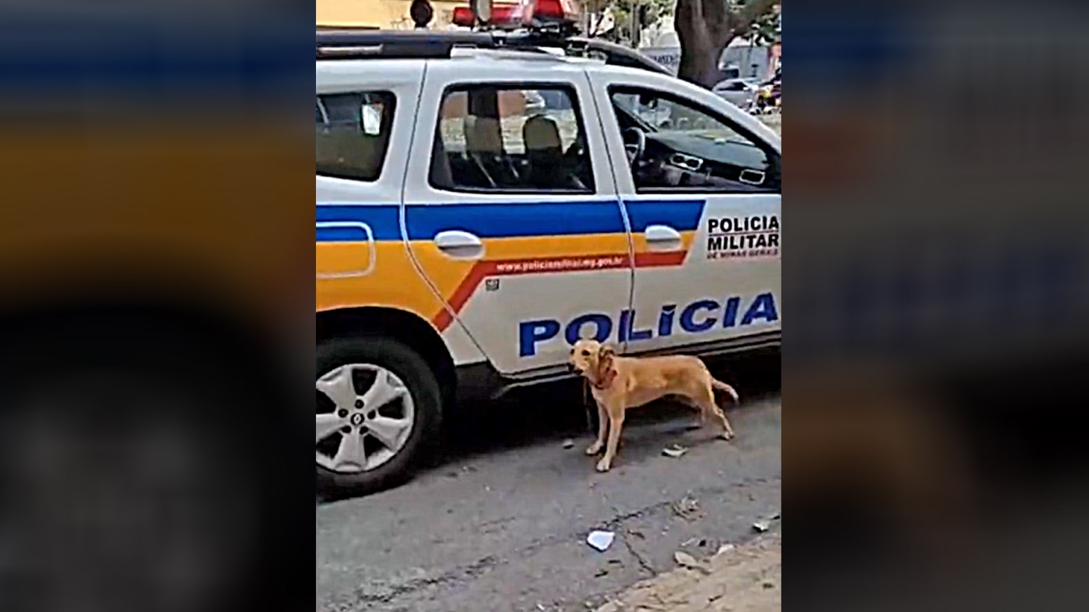 [Vídeo] Cachorrinha protege dono preso por furto e impede policial de se aproximar da viatura