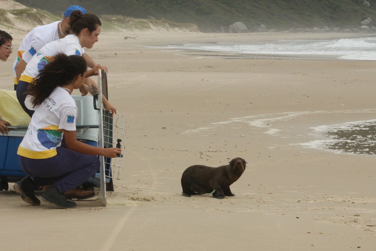 [Vídeo] Lobo-marinho-do-Sul volta para a natureza após 1 mês em reabilitação