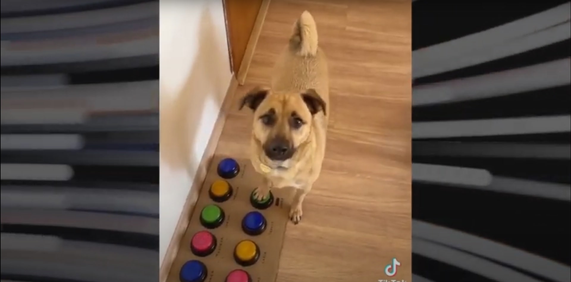 [Vídeo] Ja imaginou saber o que seu pet esta pensando? Alexis Devine ensina sua doguinha a se comunicar com palavras!