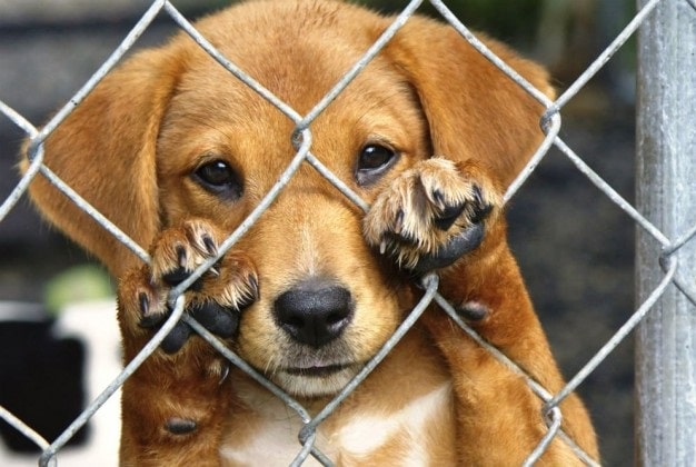Maioria dos pets em lares brasileiros foram adotados