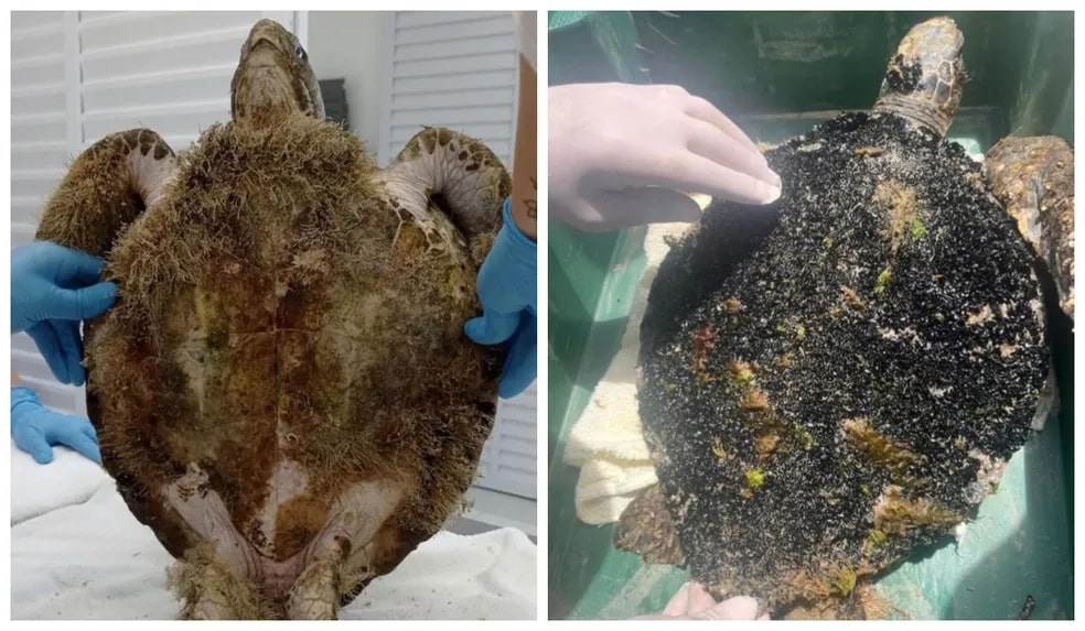 Tartaruga-verde com casco infestado de mariscos e algas é resgatada em SC: ‘Debilidade crônica’