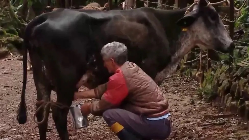 Em meio a preços altos, família de SC compra vaca para economizar no leite