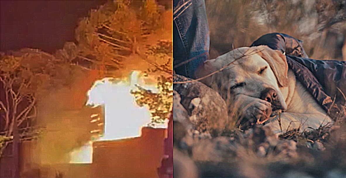 Cachorro morre carbonizado durante incêndio em SC