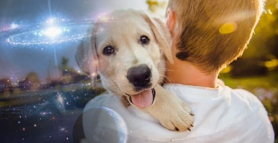 Conheça as características do cachorro de cada signo