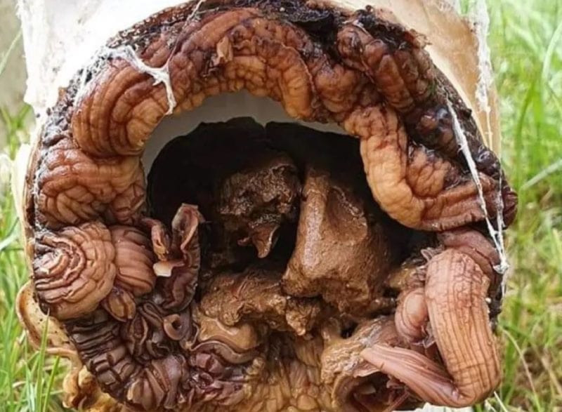 Encanador encontra ‘alien’ morando em casa durante conserto; biólogo explica