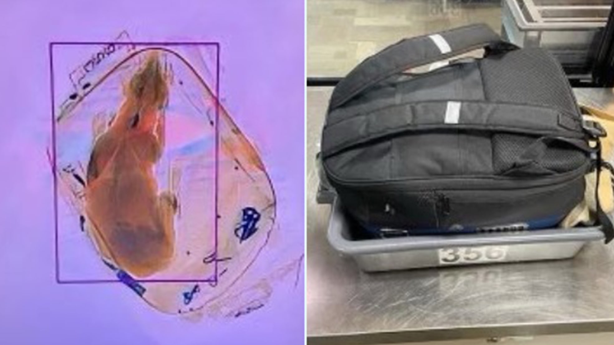 Cão é encontrado dentro de bagagem de mão em aeroporto dos EUA