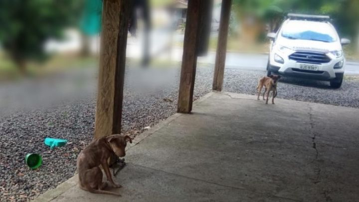 Mulher é responsabilizada por maus-tratos em Jaraguá do Sul