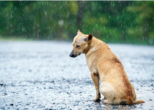 Período de férias é marcado pelo abandono de animais de estimação em ruas e rodovias
