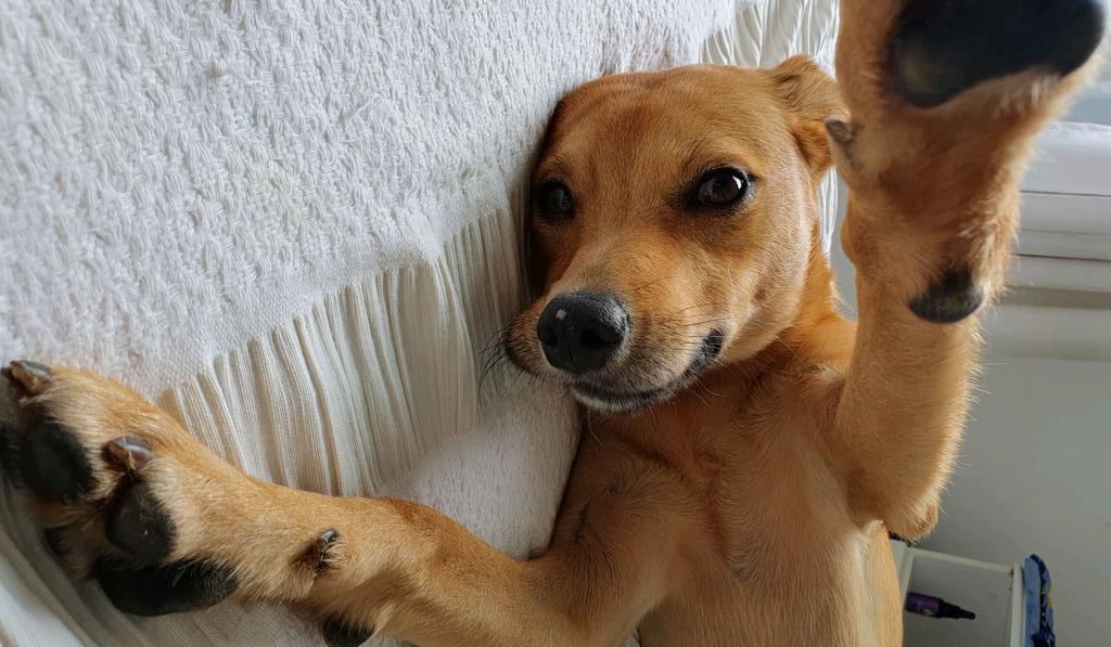 8 dicas de como adestrar o cachorro em casa