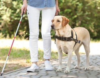 O que diz a legislação brasileira sobre cão-guia?