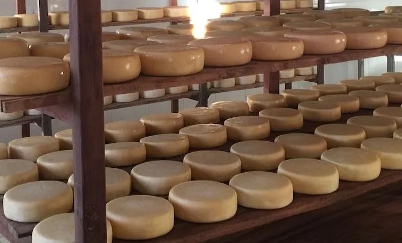 Dois queijos brasileiros estão entre os 50 melhores do mundo em plataforma internacional