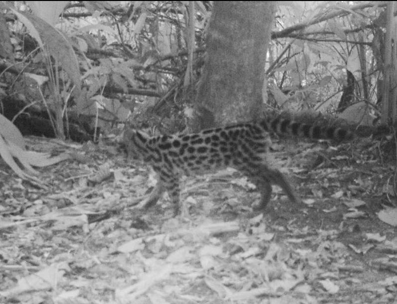 Fujama irá retomar programa de monitoramento de fauna