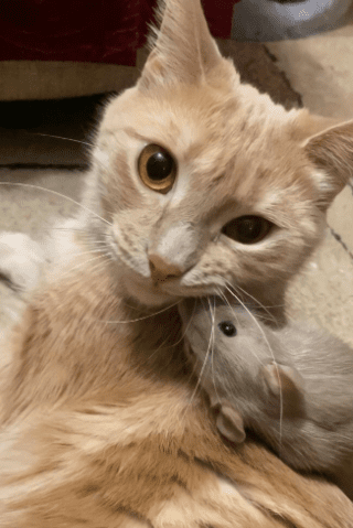 Gata e rata viram melhores amigas e protagonizam vídeos encantadores; confira