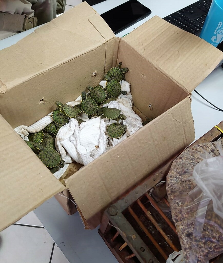 Filhotes de tartaruga são resgatados em rodovia de Santa Catarina, veja vídeos