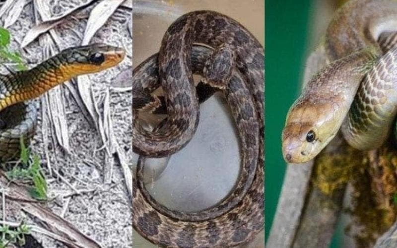 Por que cobras aparecem com frequência em casas de SC?