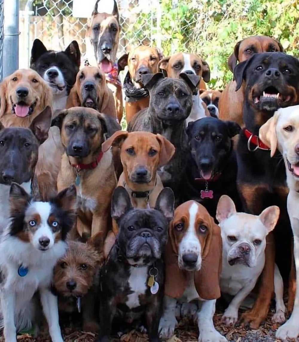 Conheça as raças de cachorros mais caras do mundo