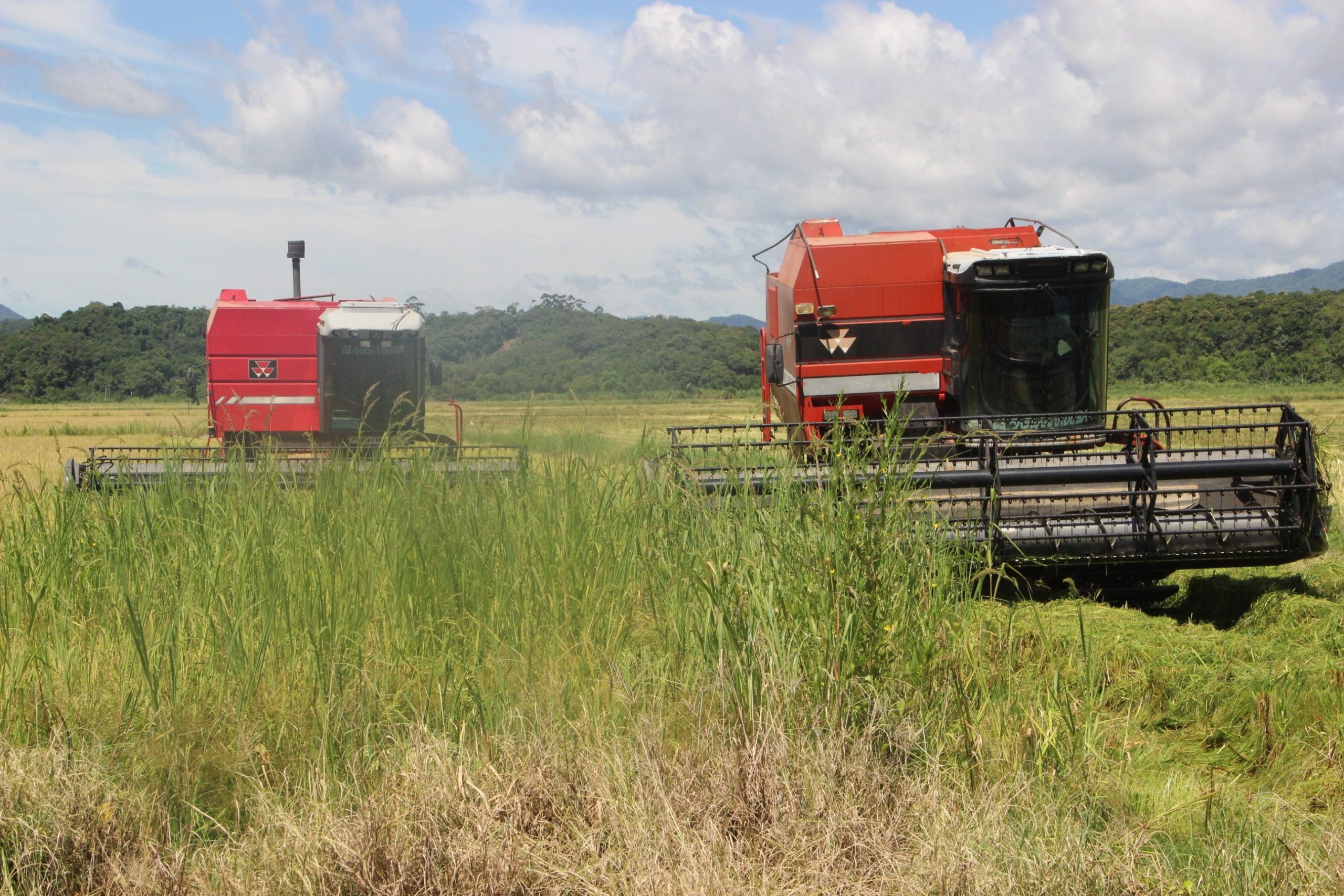Produtores e engenhos estão satisfeitos com a safra do arroz