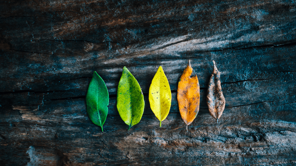 O que sentimos na hora da morte?