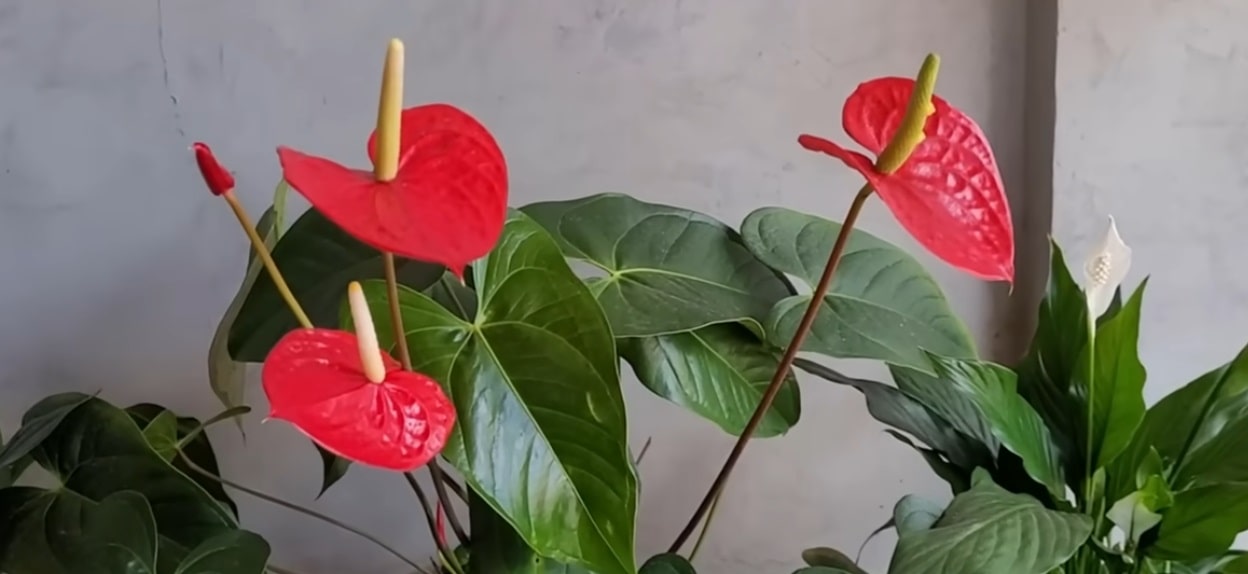 Misturinha milagrosa faz plantas explodirem de tantas flores, veja o vídeo