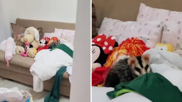 Gambá é encontrado em meio a bichos de pelúcia dentro de quarto de criança em Jaraguá do Sul