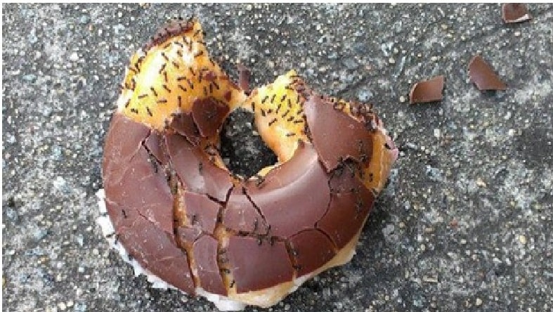 Truques para eliminar as Formigas sem usar veneno