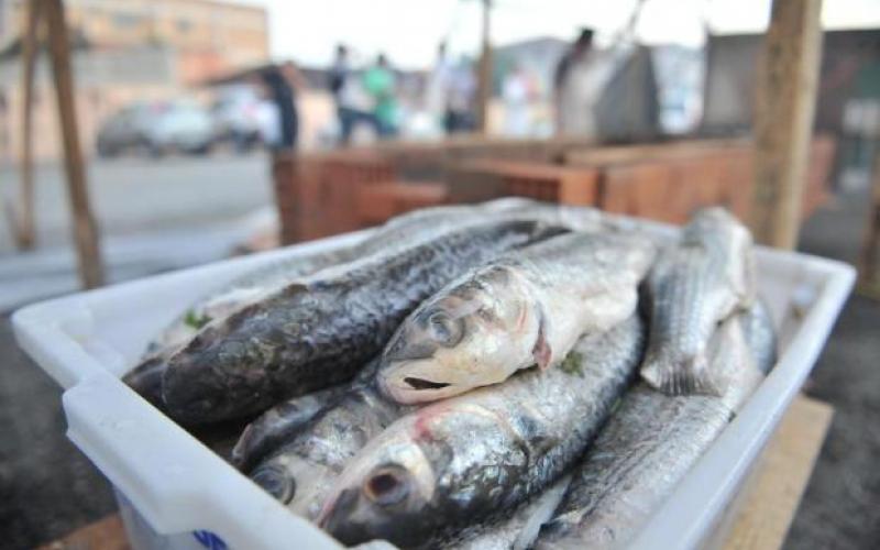 Pesca industrial da tainha é proibida pelo governo federal em 2023