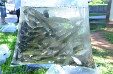 Encomendas de alevinos seguem até 19 de abril