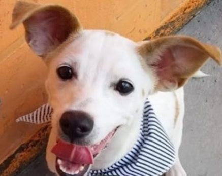 Feira de adoção de animais é sábado na Barra do Rio Cerro