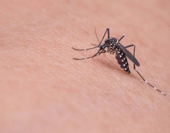 Boletim da dengue: notificações seguem em alta