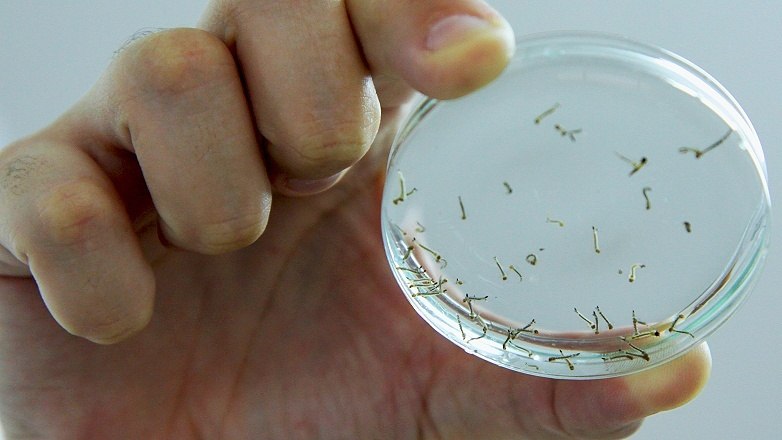 Vigilância em Saúde encontra dois novos focos positivos do mosquito Aedes aegypti em Schroeder